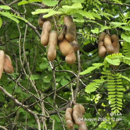 Tamarind