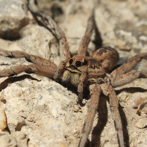 Lycosa fasciiventris