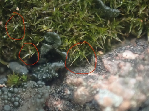 Didymodon anserinocapitatus