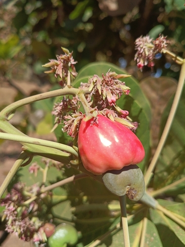 cashew