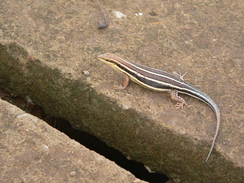 African Five-lined Skink