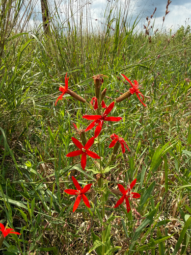 royal catchfly