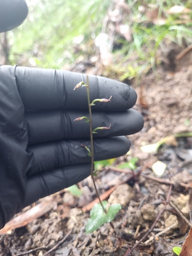 small mosquito-orchid
