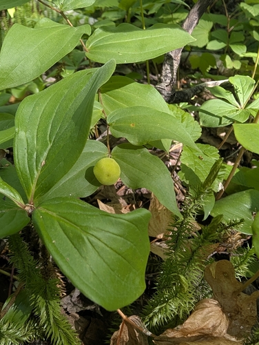 rough-fruited fairybells