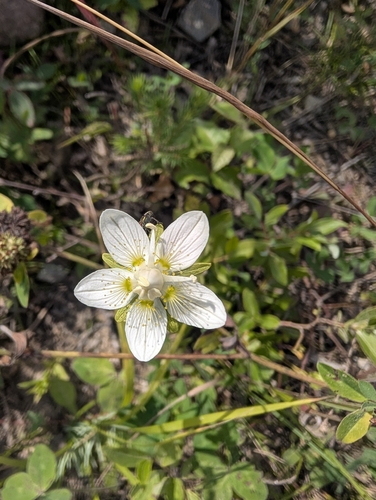 marsh grass-of-Parnassus