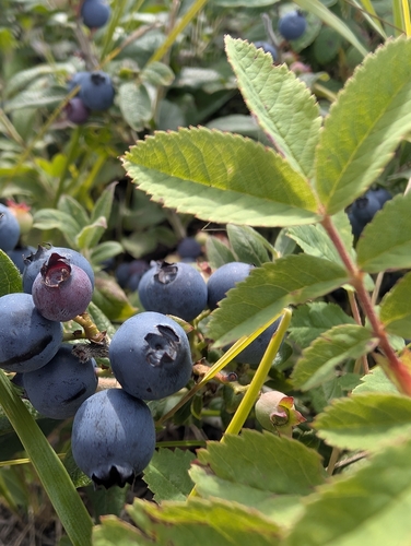 velvetleaf blueberry