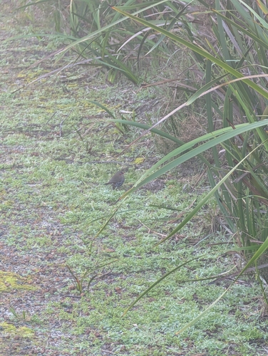 Red-eared Firetail