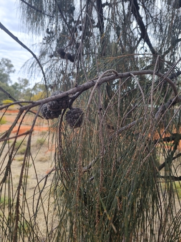 desert sheoak
