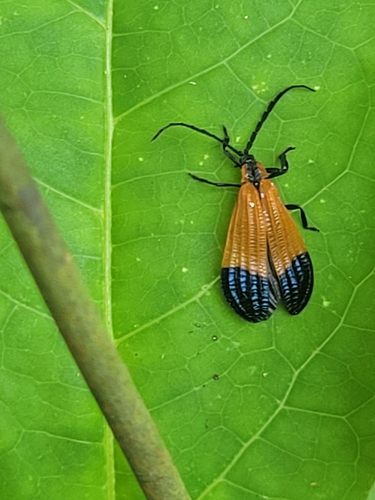 End Band Net-winged Beetle