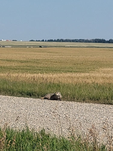 American Badger