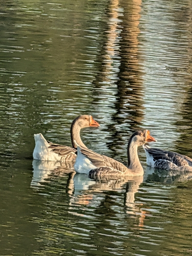 Domestic Swan Goose