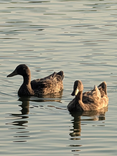 Domestic Mallard