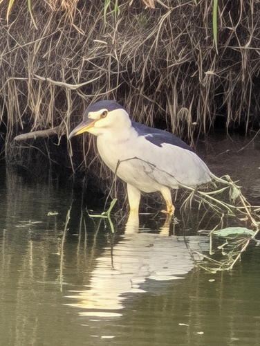 Black-crowned Night Heron