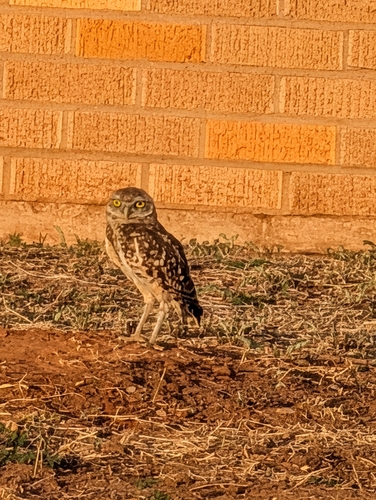 Burrowing Owl