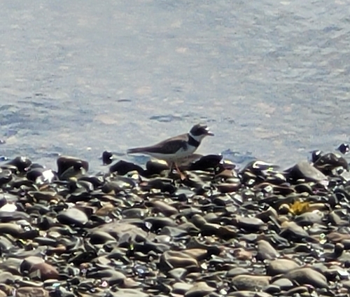 Semipalmated Plover