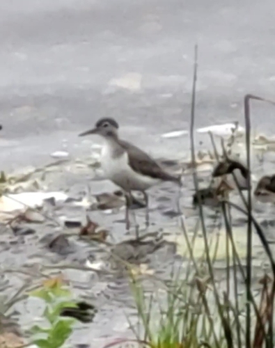 Spotted Sandpiper