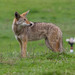 San Pedro Martir Coyote - Photo (c) BJ Stacey, all rights reserved