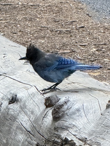 iNaturalist observation photo of Steller's Jay
