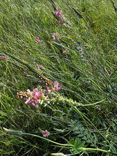 Sainfoin