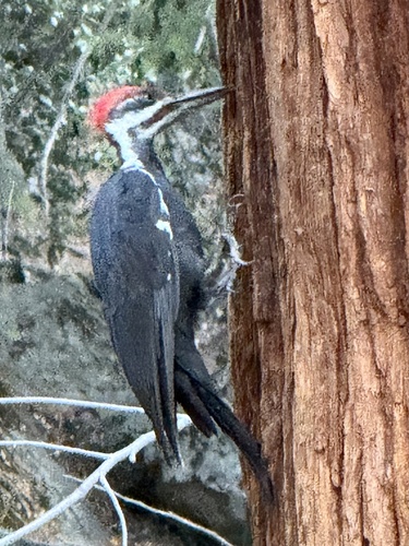 iNaturalist observation photo of Pileated Woodpecker