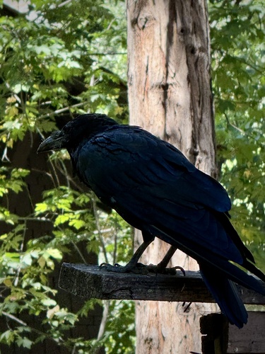 iNaturalist observation photo of Common Raven