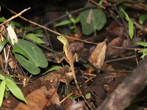 Asian Water Dragon