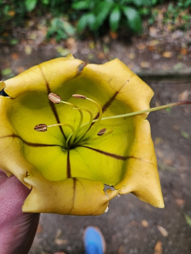 golden chalice vine