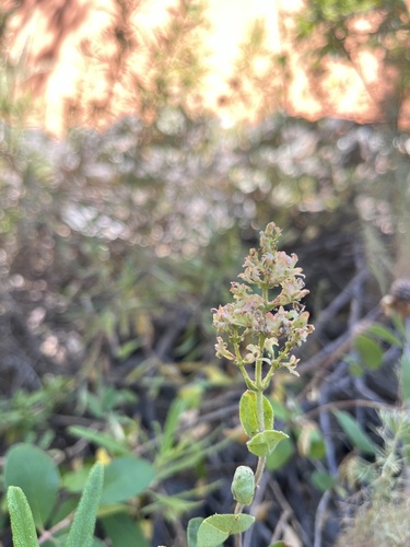 iNaturalist observation photo of Pink Honeysuckle