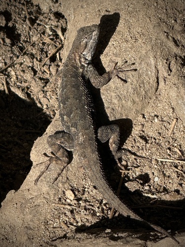 iNaturalist observation photo of Western Fence Lizard