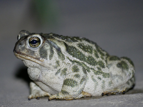 Great Plains Toad