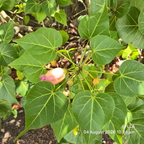 Indian tulip tree