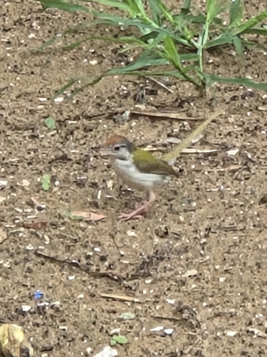 Common Tailorbird