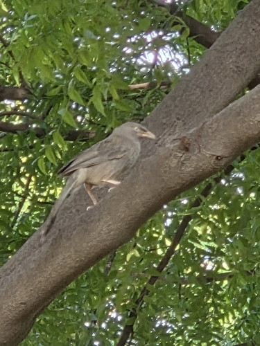 Jungle Babbler