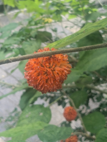 Paper mulberry