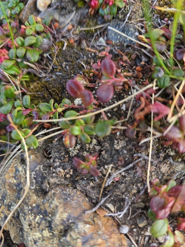 Lingonberry