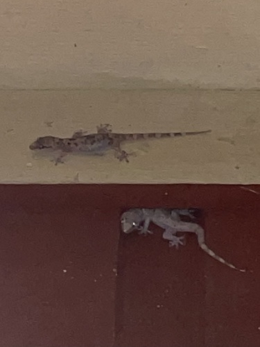 Mediterranean House Gecko