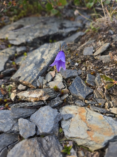 Mountain Harebell