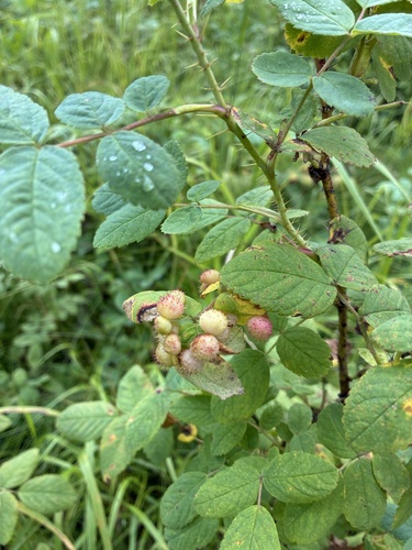 Spiny Leaf Gall Wasp