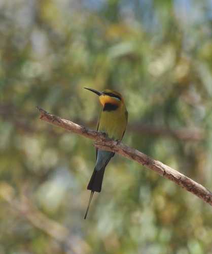 Rainbow Bee-eater