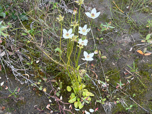 marsh grass-of-Parnassus