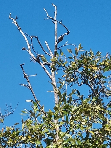 Rainbow Bee-eater