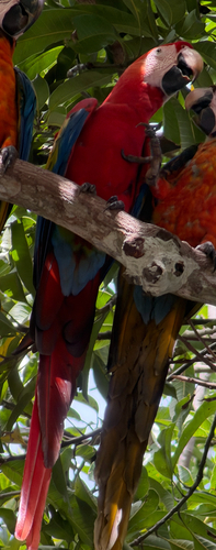 Scarlet Macaw