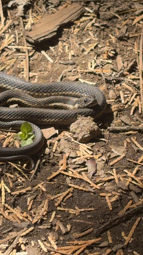 iNaturalist observation photo of Colubrid Snakes