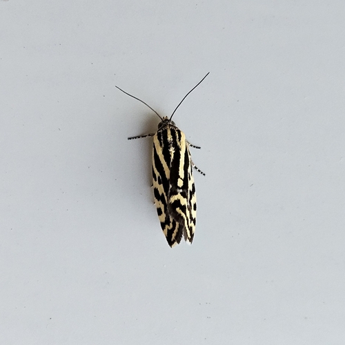 Spotted Sulphur