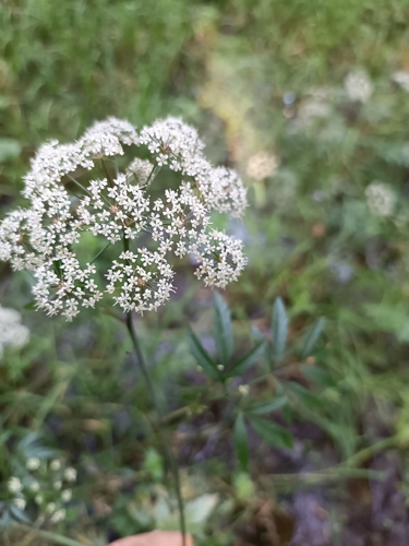 Cowbane