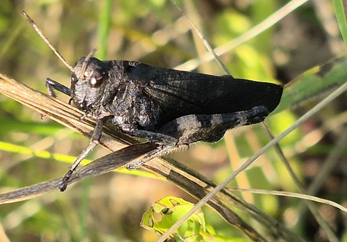 Rattle Grasshopper