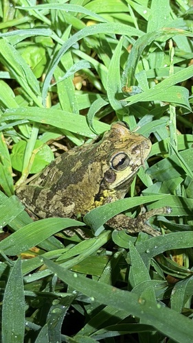 Mexican Treefrog