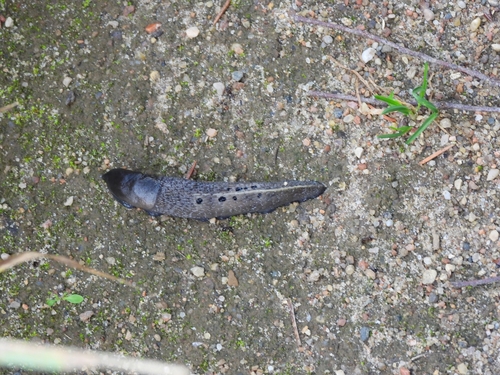 Ash-black Slug