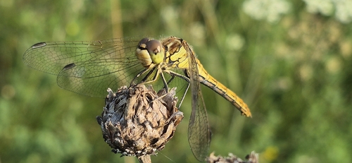 Vagrant Darter