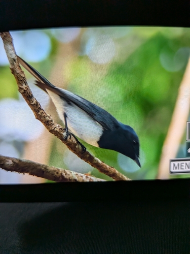 Leaden Flycatcher